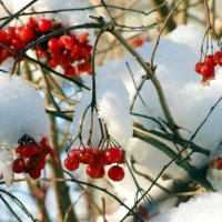 калина зимой :: Ольга 