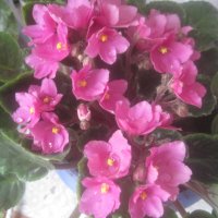 Фиалка весной :: Елена Семигина