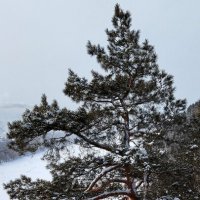 Сосна :: Радмир Арсеньев