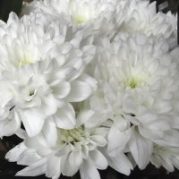 Хризантемы :: Freddy 97