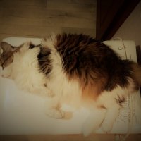 Лучшее место для сна :: Nora Nowhere Лучшее место для сна :: Nora Nowhere