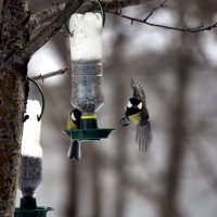 Птичья Столовая :: Дарья Шуклина