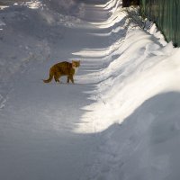 Без названия :: Владимир Носов