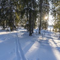 Солнечный день февраля :: Сергей Ц