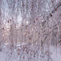 Зима в Питере :: Владимир Колесников