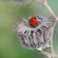 Канатник и божья коровка... :: Надежда Куркина 
