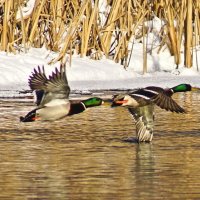 ..разминка...перед плаванием...)) :: Александр Герасенков