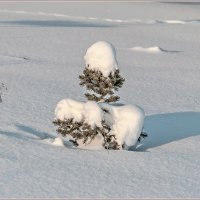 Мороз снежком укутал... :: Aquarius - Сергей