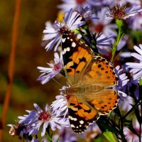 опять про бабочек...408 :: Александр Прокудин