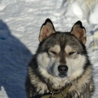 Мой Конфуций)) :: Prizrak 777