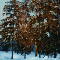 Краски зимы :: Валерия Ширковцова