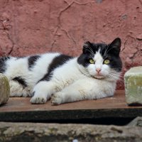 Кирпичи видишь? Проходи мимо. :: Татьяна Бравая