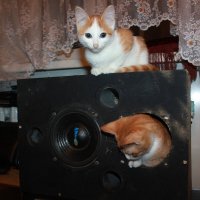 Живой зчук :: Сергей Кочнев