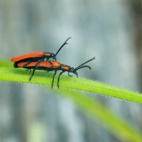 Красные жуки :: Владимир Лазарев