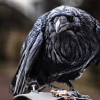 Ворон :: SanSan 