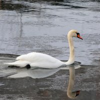 шипун :: Виталий Емельянов