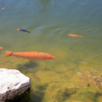 Красный кардинал :: Леонид 