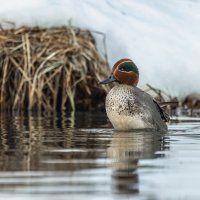 чирок свистунок :: юрий макаров