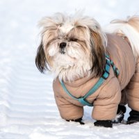 Модница. :: Владимир Безбородов