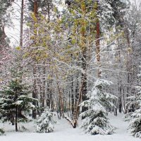 Парк "Сосновый бор" :: Галина Нестратова