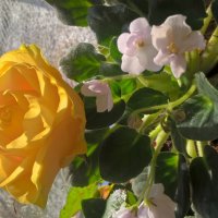 ***** :: Елена Семигина