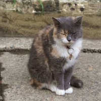 Кошка с Дачи Сталина-устала от туристов :: Наталия Григорьева