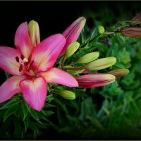 Лилия :: Валентина Надсон