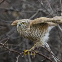 Ястреб перепелятник :: Валерий Черняк