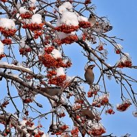 Прилетали свиристели! :: Валентина  Нефёдова 