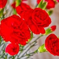 7.02. Годовщина свадьбы "39" :: Jakob Dick