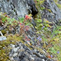 Цветы в камнях. :: ВикТор Быстров