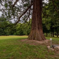 О большом дереве... :: Николай Гирш О большом дереве... :: Николай Гирш