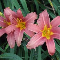 Лилейники :: Freddy 97