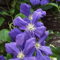 Клематис :: Freddy 97