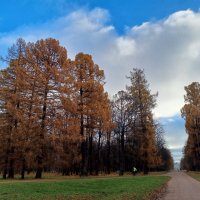 Осень :: Сапсан 