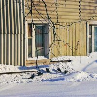 Голубки у окна доброй хозяйки! :: Владимир 