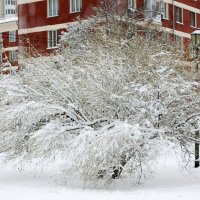 Ивушка :: Галина Нестратова