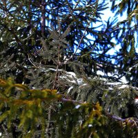 Ель в  снегу :: Юрий Гайворонскiий