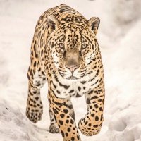 Ягуар ПОРГИ :: Аркадий Лаптенко