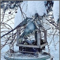 Зимняя кормушка для птиц :: Ольга Довженко