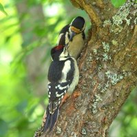 Еще кусочек... :: Вячеслав Минаев