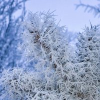 Иней :: Валерий Ткаченко