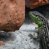 любопытство :: Aleksandr 