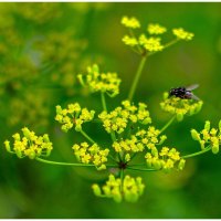 Летняя природа. :: Михаил. 