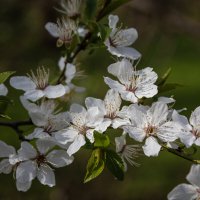 *** :: Александр. AVG100 ---