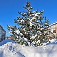 Снежный февраль :: Светлана 