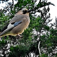 Высоко сижу... :: Николай Саржанов