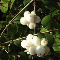 Снежноягодник :: Freddy 97