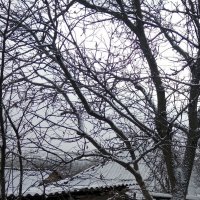 Деревья :: Наталья (ShadeNataly) Мельник