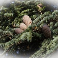 Кедр ливанский :: Светлана Тихонина